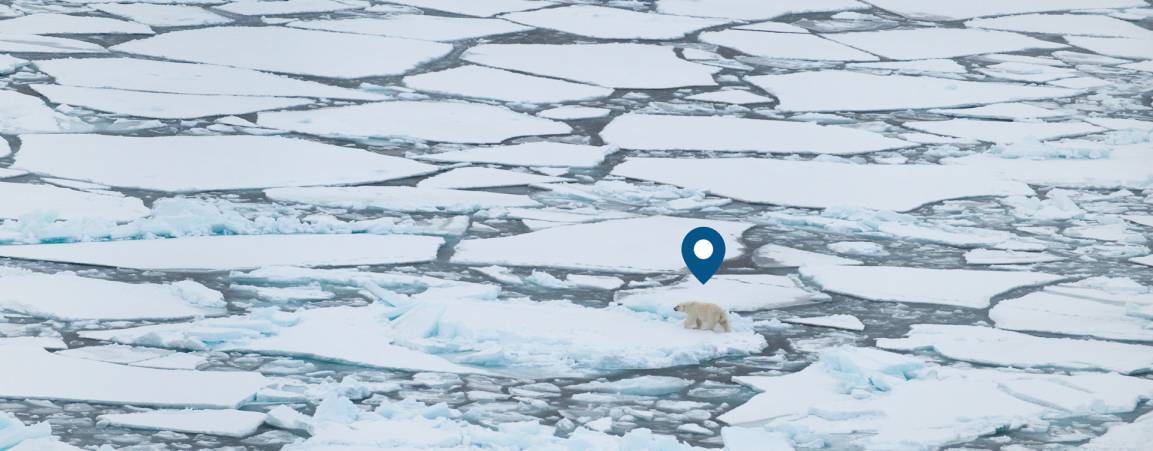 Geographical pin located over ice with bear image