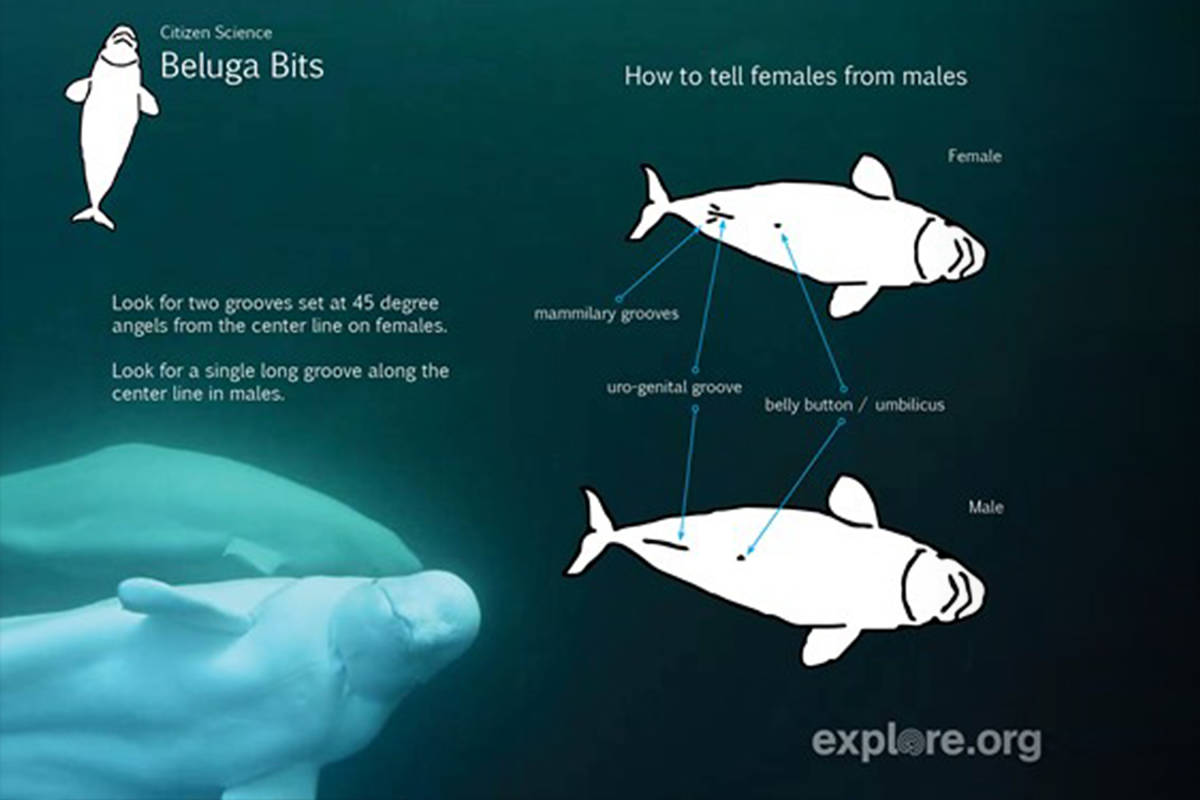 Graphic showing how to tell a male and female beluga whale apart