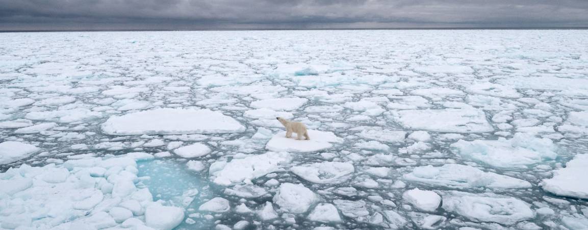Bear on sea ice