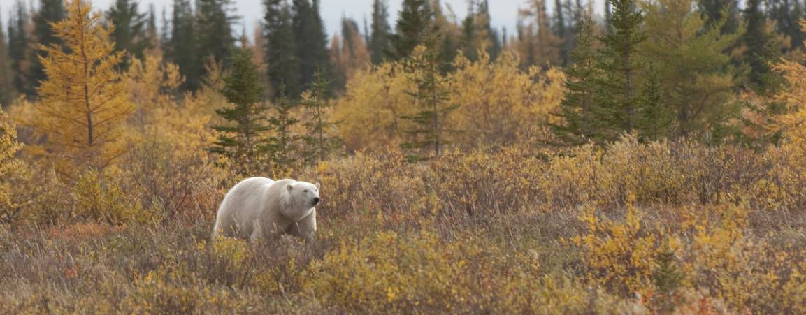 Polar bear traveling through a forest during the fall
