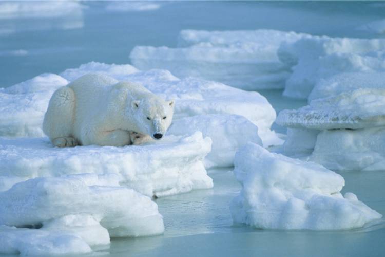 Polar bear laying on floating ice