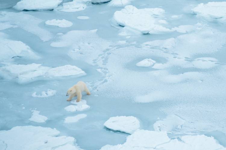 An aerial view of a polar bear travelling across the ice