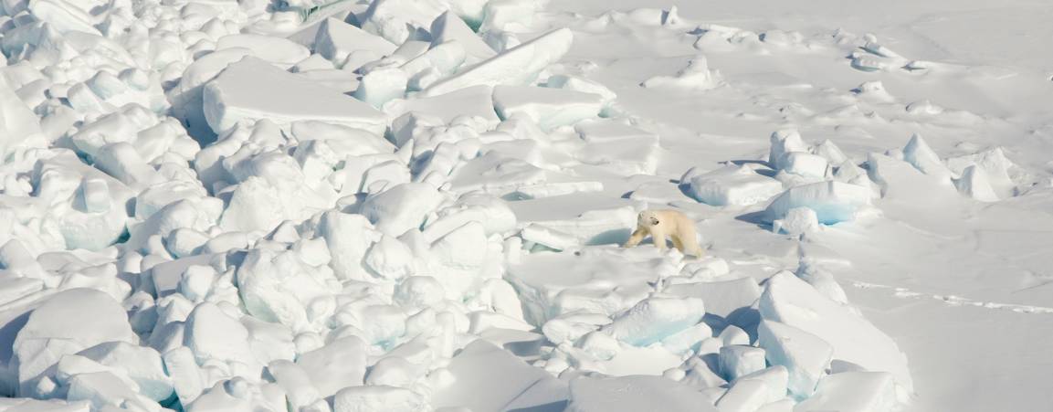 Bear on expansive sea ice