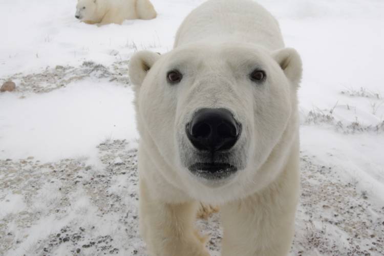 A close-up view of a polar bear,  staring directly at camera
