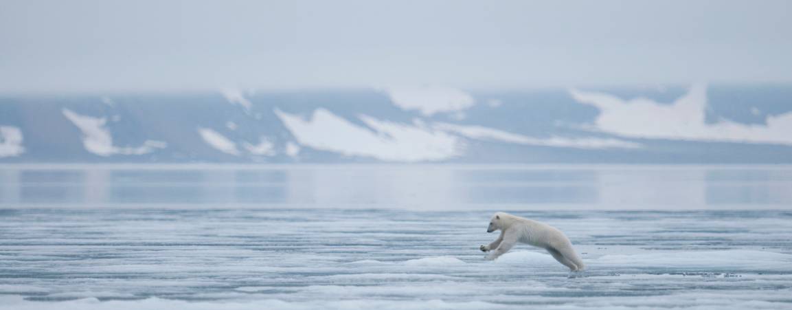 Polar bear cub hopping between ice floes