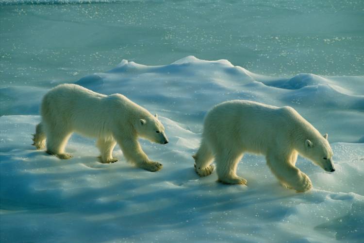 Two bears on sea ice