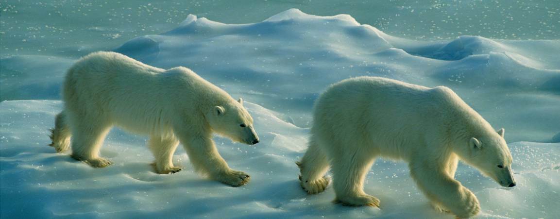 Two polar bears on sea ice