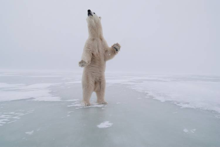 Polar bear standing on hind legs