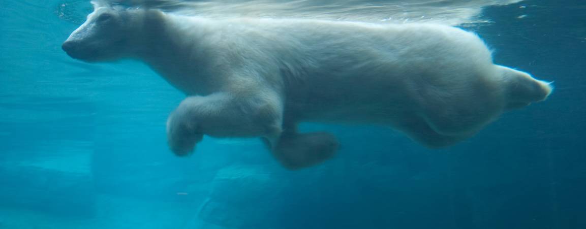 Bear swimming in pool