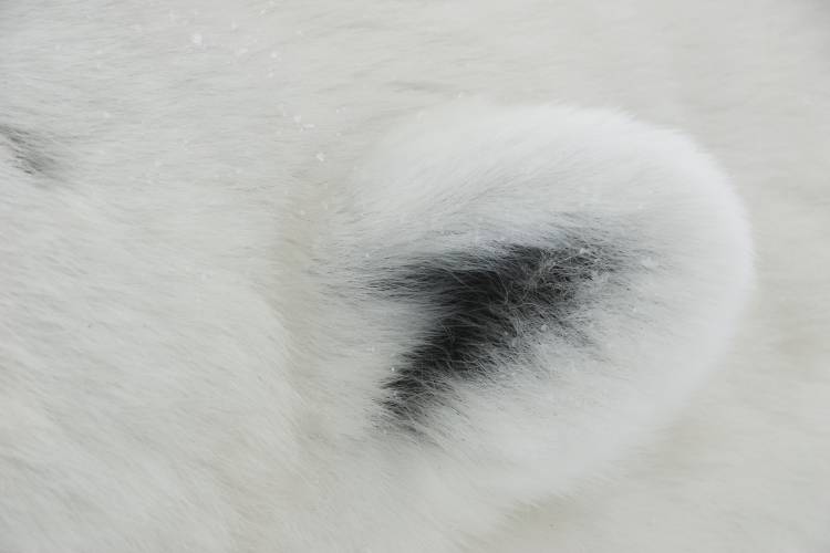 Polar bear ear