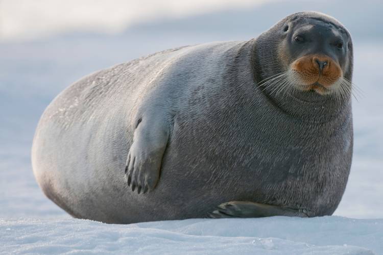 Bearded seal on sea ice