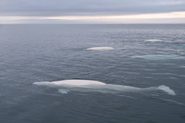 Beluga whales in the Churchill river