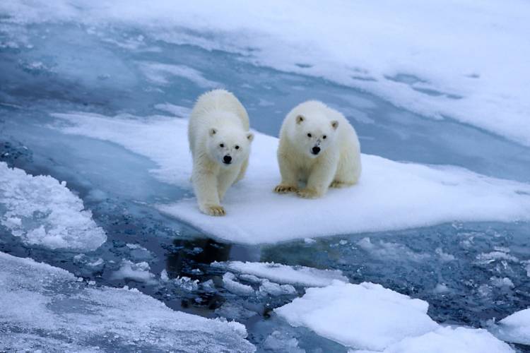 Two polar bear cubs on melting sea ice