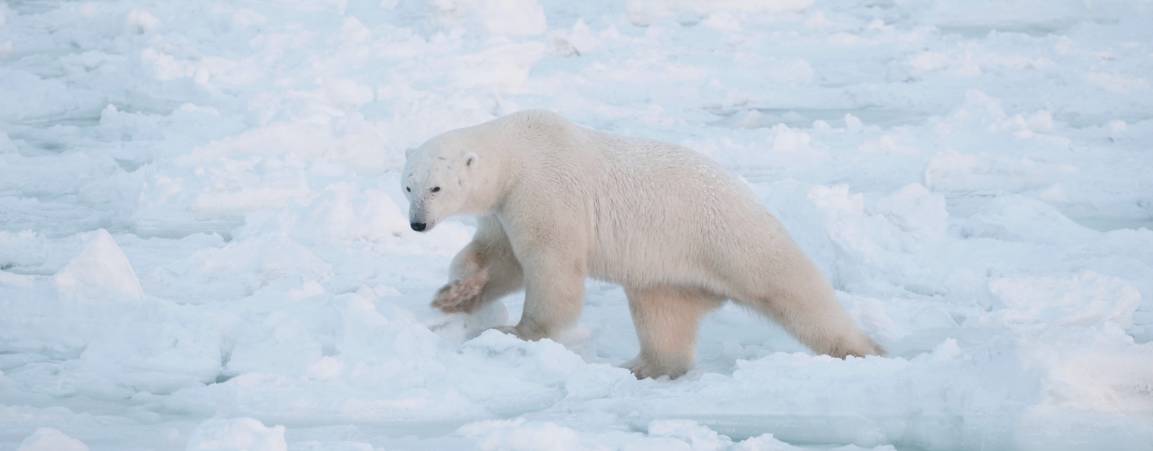 A polar bear climbing through the snow in the arctic