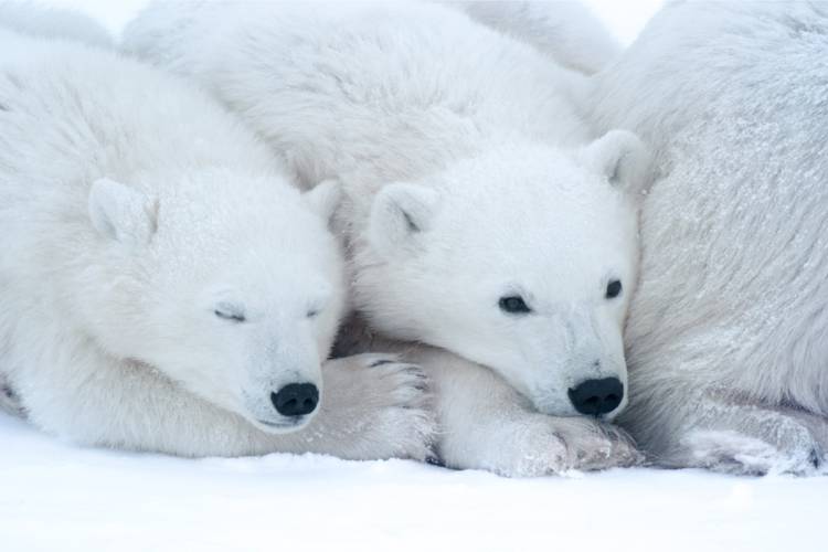One polar bear resting on another with its eyes closed.
