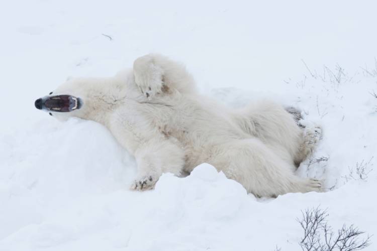 A polar bear playing in the snow with its mouth open