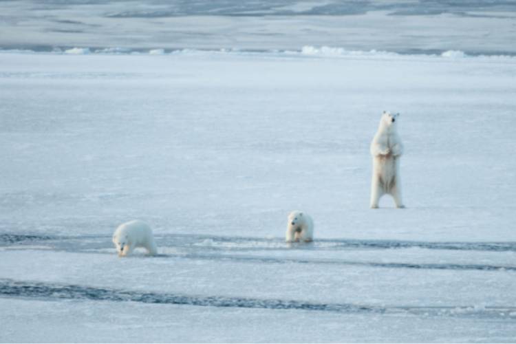 Polar bear standing on its hind legs with two other polar bears walking across the ice