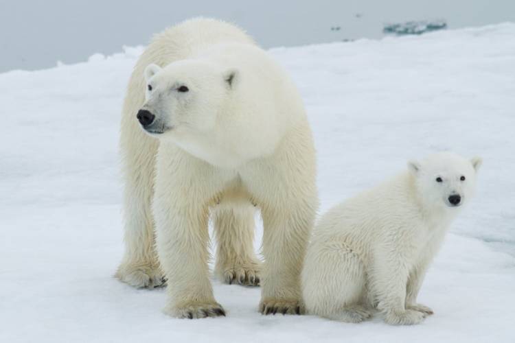 An adult polar bear and polar bear cub sitting back to back on the arctic sea ice