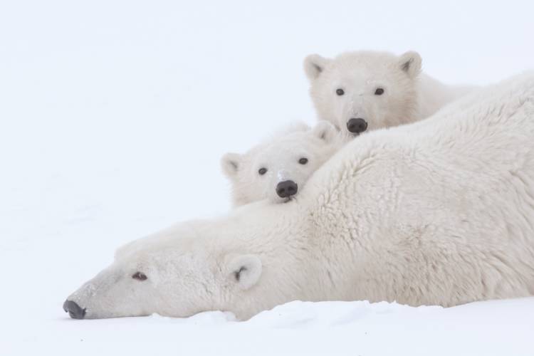 Mother bear and her cubs image