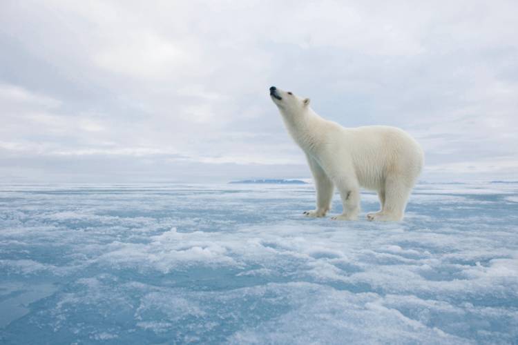 Polar bear standing on ice