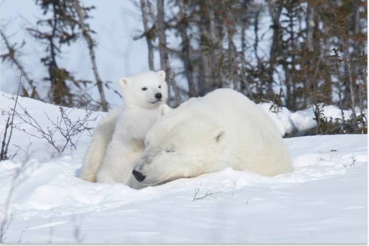 Mama bear sleep as her cub climbs on her back