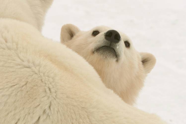 Polar bear laying on its back looking at the camera