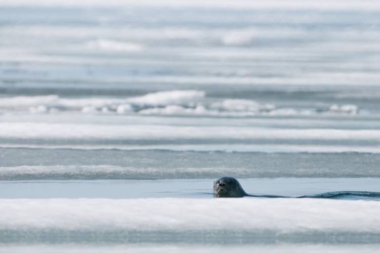 Seal popping its head out of the ice image