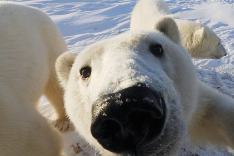 Close-up of polar bear face with bears in background image