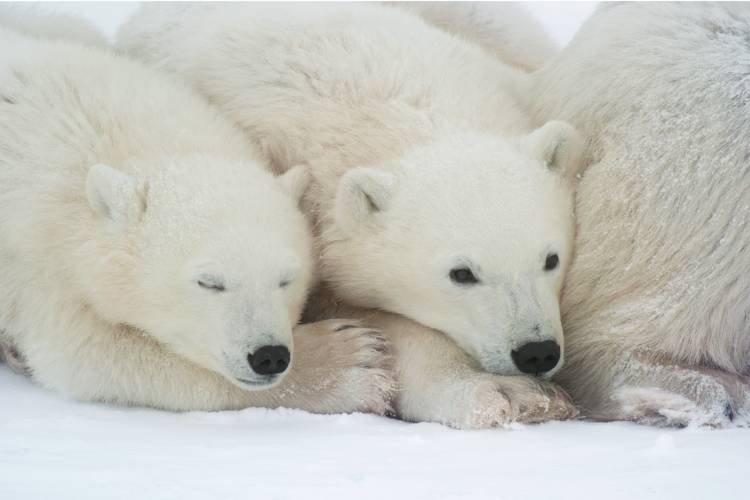 Two polar bear cubs nestled into their mother image