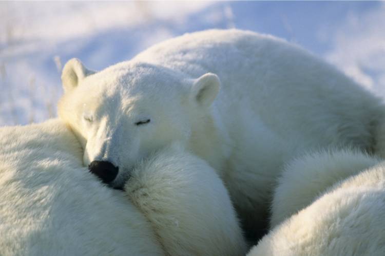 Polar bear nestled into another bear image