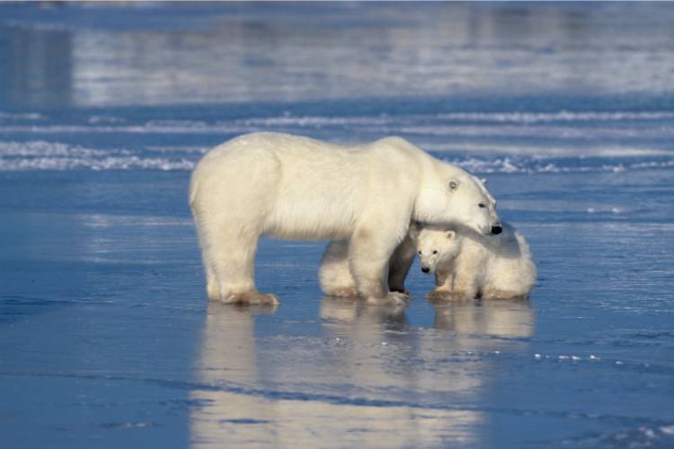 Mama bear embracing her cub