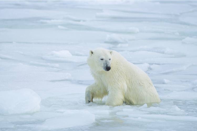Polar bear coming out of the ice image