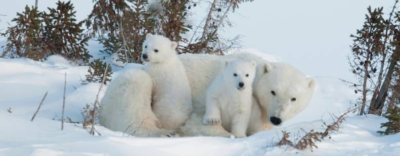 2 polar bear cubs curled up with mama bear, laying in the snow