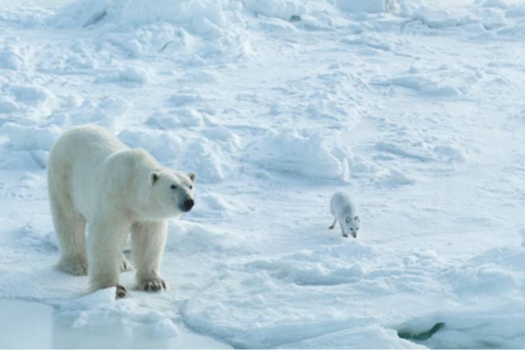 Polar bear in the foreground with an Arctic fox in the background