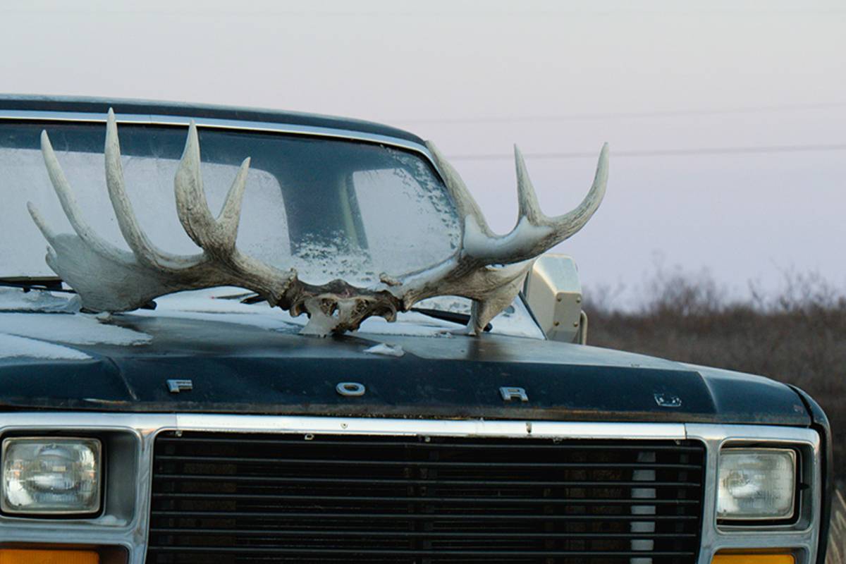 A truck with cariboo antlers on the hood
