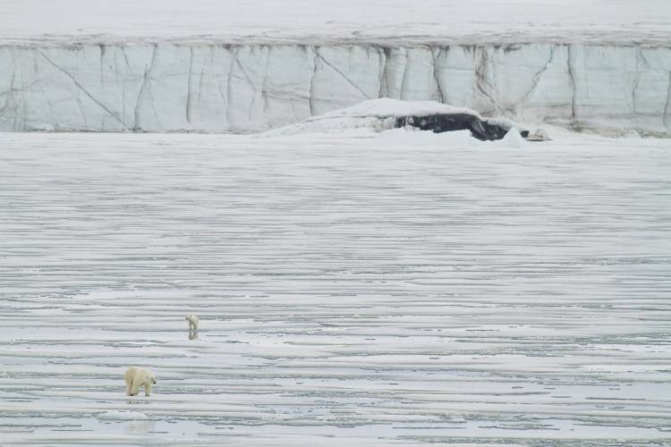 Polar Bears Walking on Broken Sea Ice in Svalbard