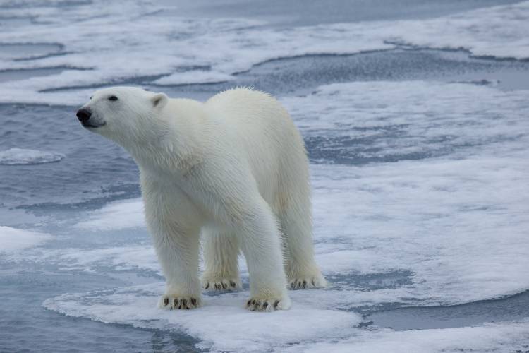 Polar bear standing on ice
