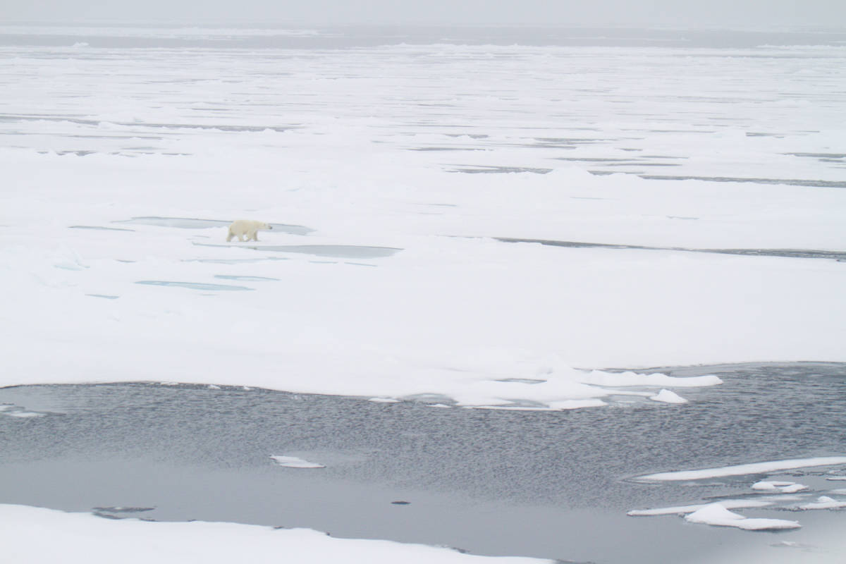 Polar Bear walking on open arctic sea ice