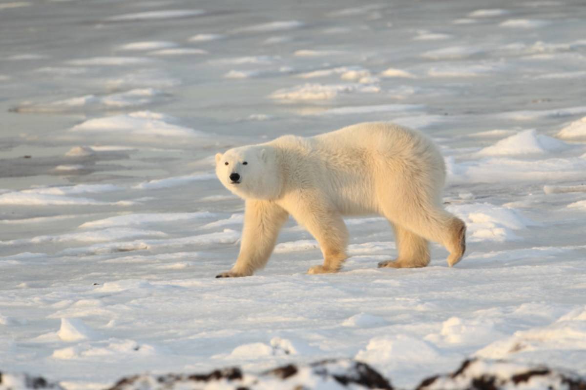 A polar bear strides across the sea ice.
