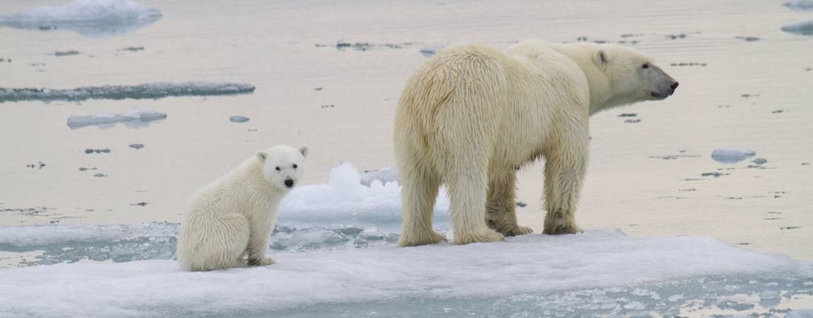 A mother polar bear and her cub on melting sea ice in the Arctic