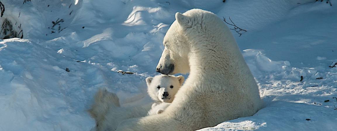 Polar bear mom and cubs outside the den in Wapusk National Park