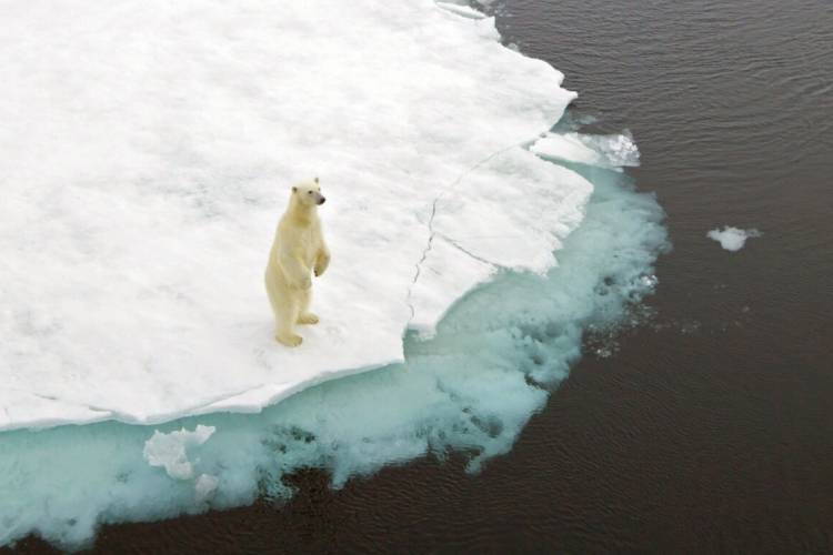 Polar bear on hind legs standing on the edge of the sea ice