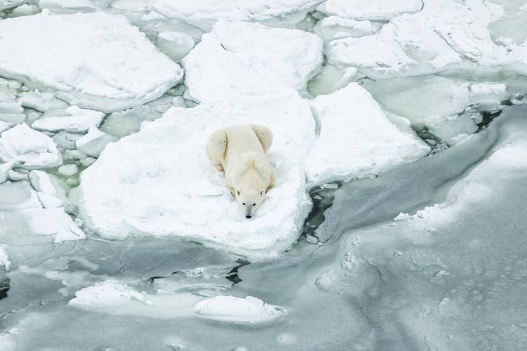 Ariel view of a polar bear laying on it's belly on the edge of the sea ice