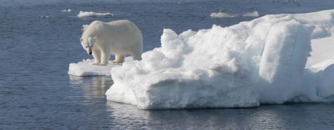 A single polar bear standing on the edge of sea ice looking into the water.