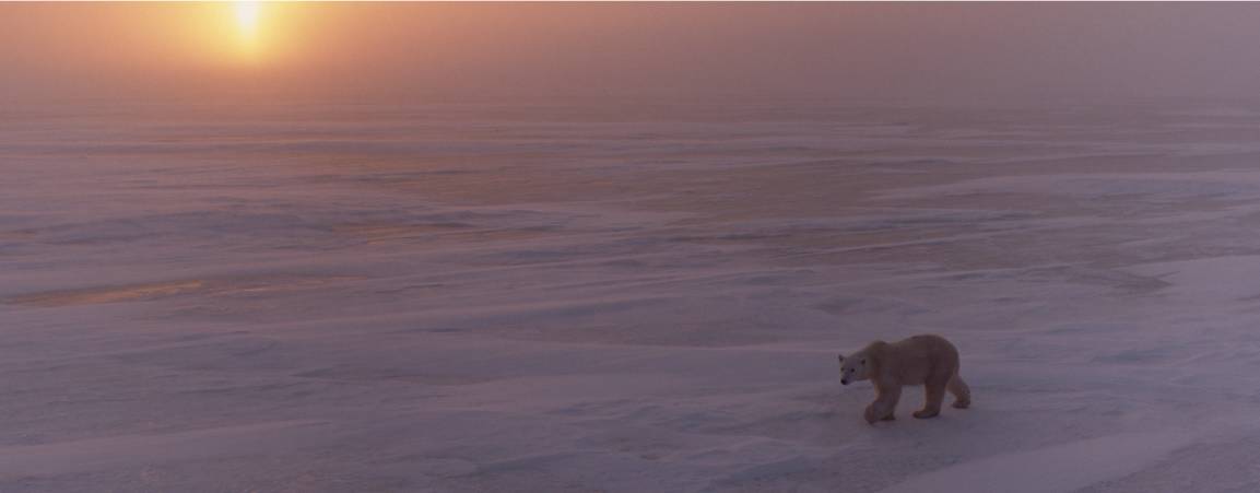 A single polar bear walking across the sea ice with the setting sun in the background