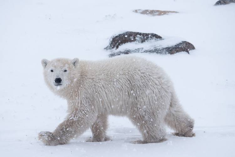A polar bear cub walks across the snowy landscape