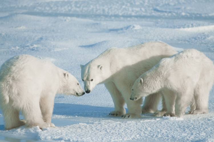 Three polar bears interacting closely with one another