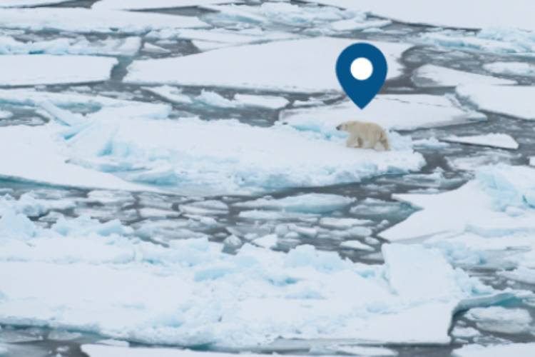 Geographical pin above a polar bear traveling on ice
