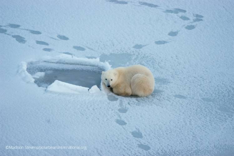 A polar bear nestled into a spot on the ice near open sea ice