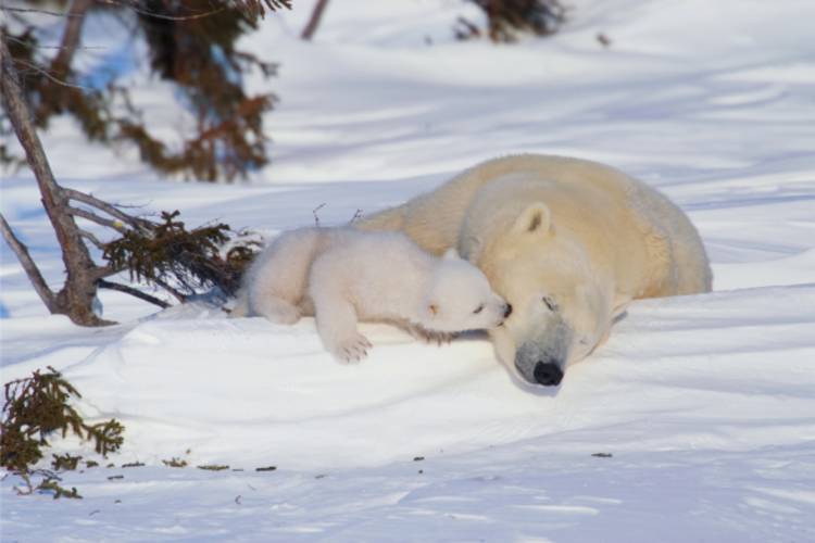 Mother bear and her cub laying in the snow image

